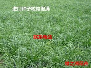 黑麦草国产种子视频播放,培育优质草种新篇章