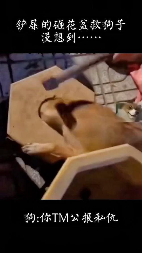 恋足视频国产免费分享,国产免费恋足视频分享大盘点