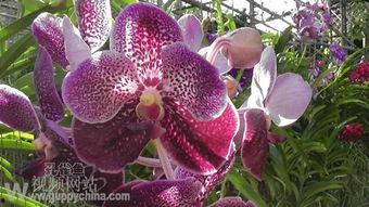 泰国产孔雀鱼视频,探寻神秘国度的孔雀鱼魅力