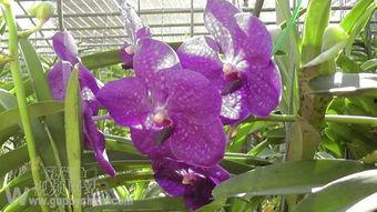 泰国产孔雀鱼视频,探寻神秘国度的孔雀鱼魅力