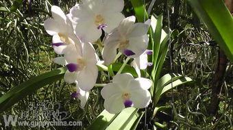 泰国产孔雀鱼视频,探寻神秘国度的孔雀鱼魅力