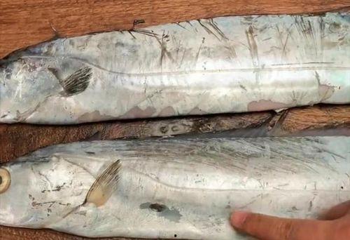 怎么养国产雪茄鱼视频,视频教程揭秘