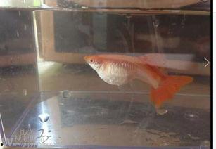 怎么养国产雪茄鱼视频,视频教程揭秘